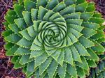 Golden Ratio 5 